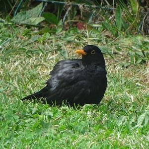 Eurasian Blackbird