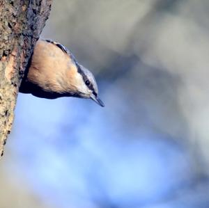 Wood Nuthatch