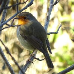 European Robin