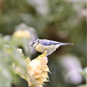 Blue Tit