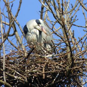 Grey Heron