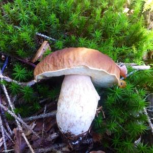 King Bolete