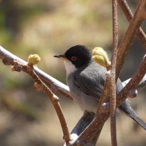 Sardinian Warbler