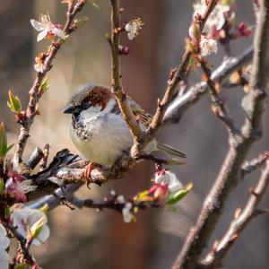 House Sparrow