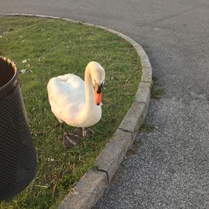 Mute Swan