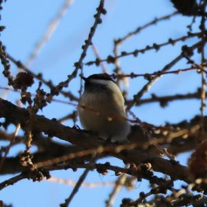 Willow Tit