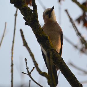 Eurasian Jay