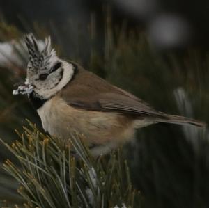 Crested Tit