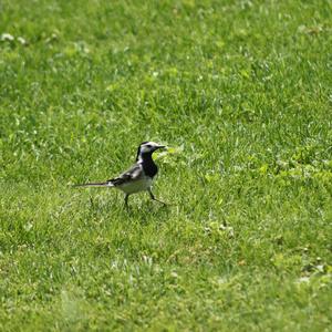 White Wagtail