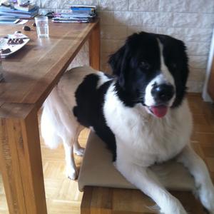 Unknown Breed