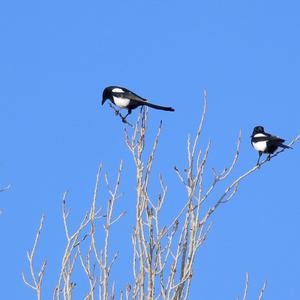 Black-billed Magpie