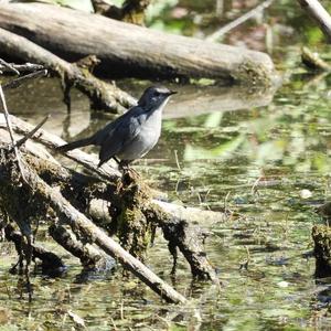 Grey Catbird