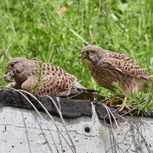 Common Kestrel