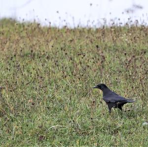 Carrion Crow