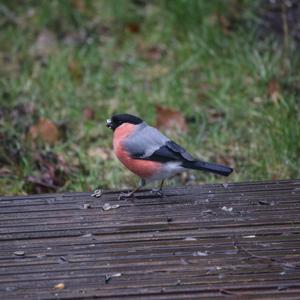 Eurasian Bullfinch