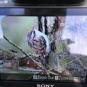 Eurasian Treecreeper