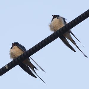 Barn Swallow