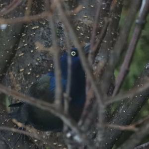 Common Grackle