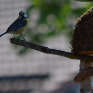 Blue Tit