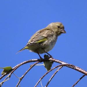 European Greenfinch