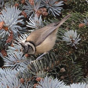 Crested Tit