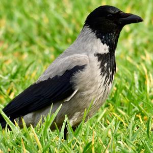 Hooded Crow