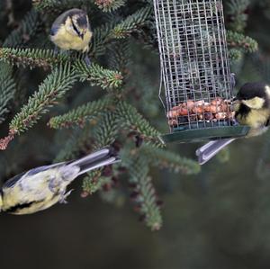 Great Tit