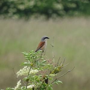 Red-backed Shrike