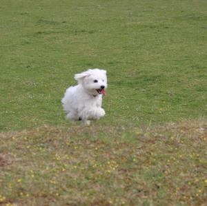 Maltese