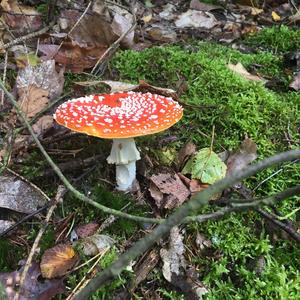 Fly Agaric