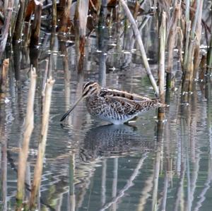 Common Snipe