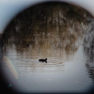 Common Coot