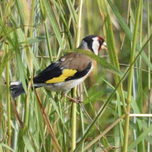 European Goldfinch