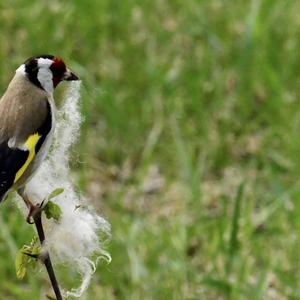 European Goldfinch