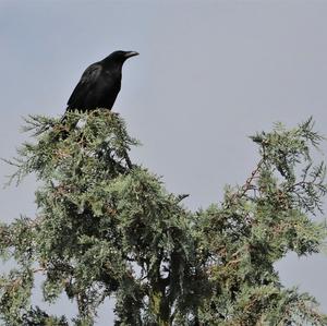 Carrion Crow