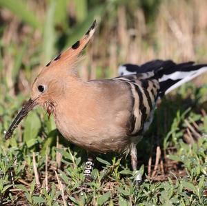 Eurasian Hoopoe