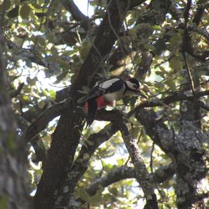 Great Spotted Woodpecker