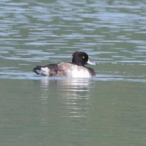 Tufted Duck