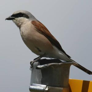 Red-backed Shrike