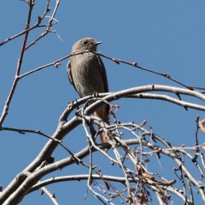 Black Redstart