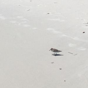 Buff-breasted Sandpiper