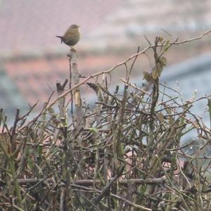 Winter Wren