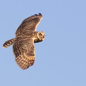 Short-eared Owl