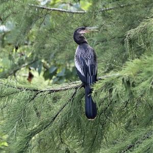 Amerikanischer Schlangenhalsvogel