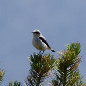 Northern Wheatear