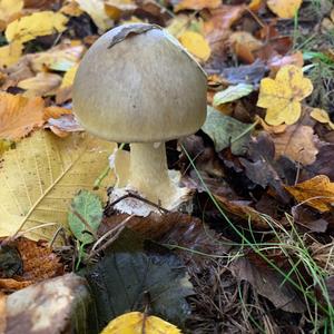 Death Cap