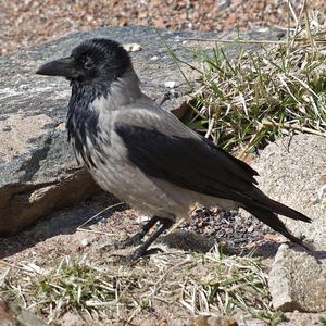 Hooded Crow