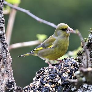 European Greenfinch