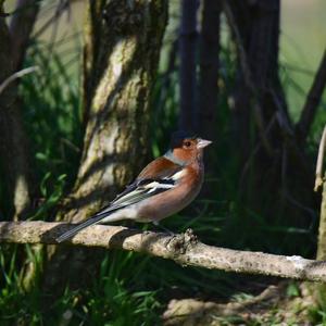 Eurasian Chaffinch