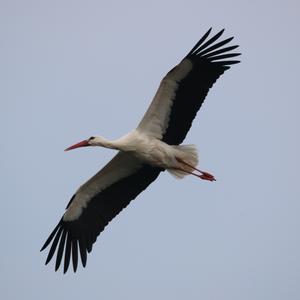 White Stork